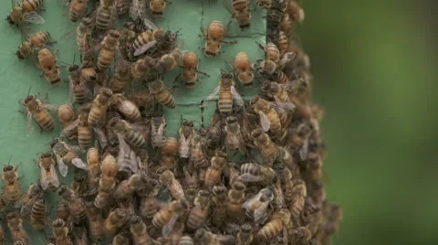 Bees on a Hive Vidéo 56914055