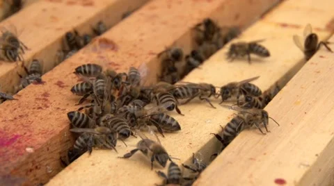 Bees on hive Video stock 66470619