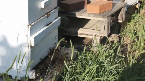 Bees in Hive Stock Footage 106945588