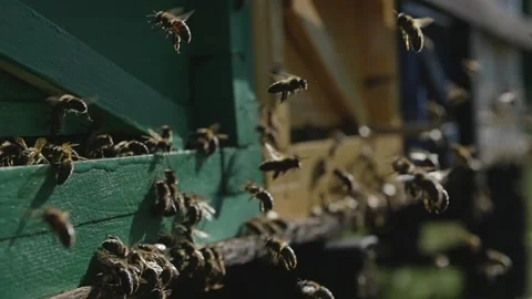 Bees In A Hive Stock Footage 151808879
