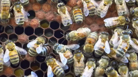 Bees in the hive Stock Footage 152409118