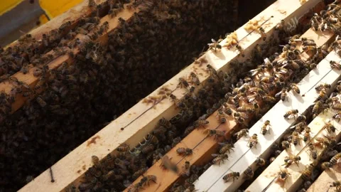 Bees hive Stock Footage 184410521