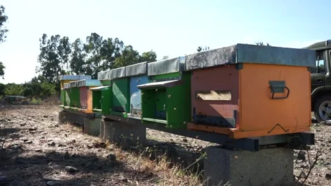 Bees hive Stock Footage 184410565