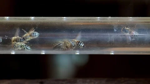 The bees in the hive Stock Footage 254484375