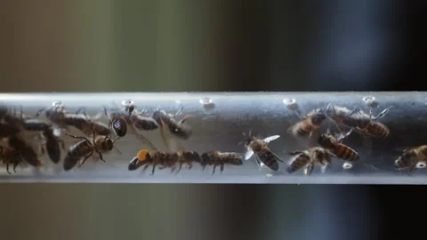 The bees in the hive Stock Footage 254484431