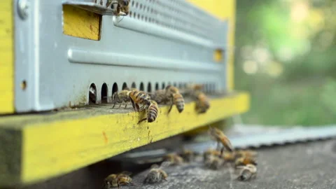 Bees in the hive Stockbeeldmateriaal 333925585