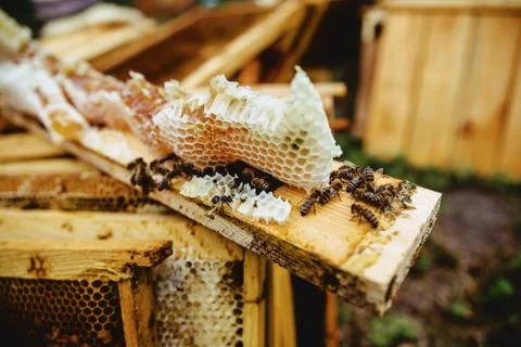 Bees on the hive framework Stock Photos