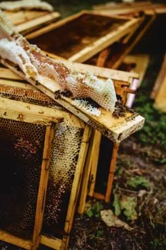 Bees on the hive framework Foto stock