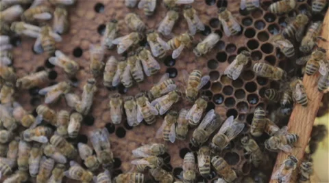 Bees in Hive with Macro Lens 02 Stock Footage 54237468