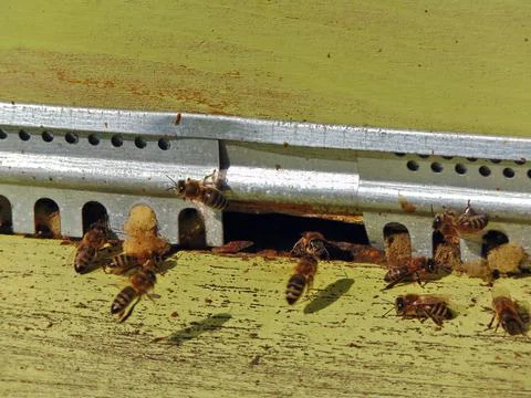 Bees in the hive - Maramures 库存照片