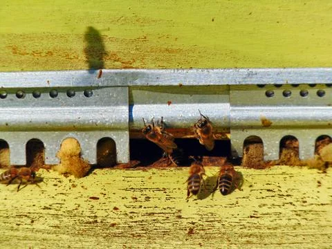 Bees in the hive - Maramures Photos
