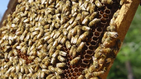 Bees on a hive panel with honeycombs Stock Footage 274666664