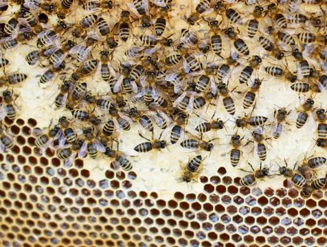 Bees in the hive Stock Photos
