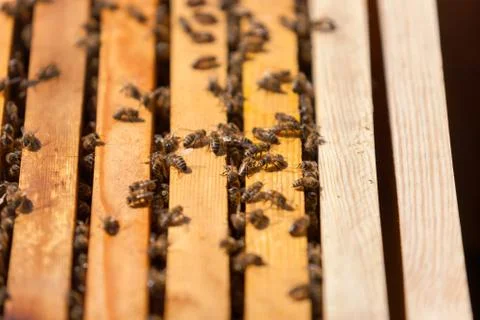 Bees on a hive Stock Photos