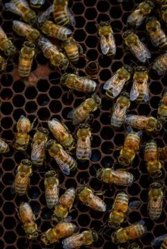 Bees in the hive Stock Photos