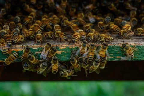Bees in the hive Stock Photos