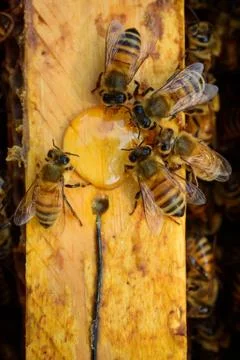 Bees in the hive Stock Photos