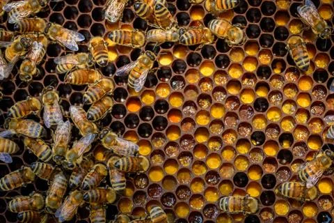 Bees in the hive Stock Photos