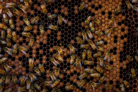 Bees in the hive 库存照片