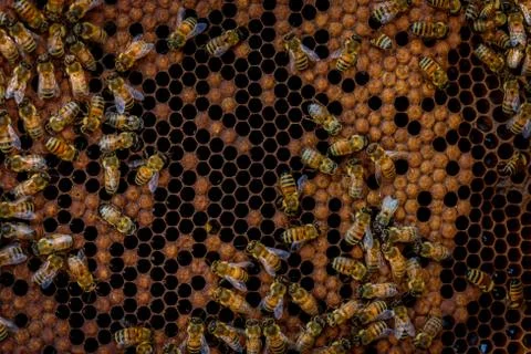 Bees in the hive Stock Photos