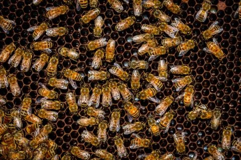 Bees in the hive Foto stock