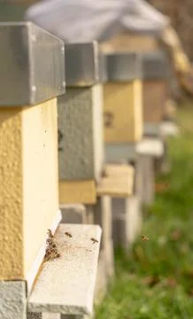 Bees in the Hive Stock Photos