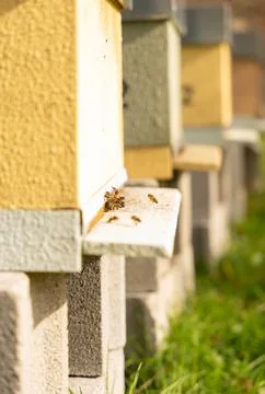 Bees in the Hive Stock Photos