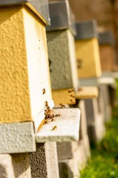 Bees in the Hive Stock Photos