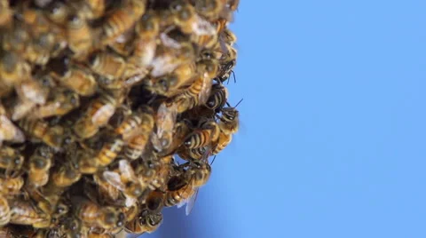 Bees Hive Slow Motion Stock-Footage 65428830