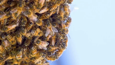 Bees Hive Slow Motion Vídeo Stock 105809046