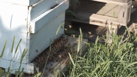 Bees in Hive Slow Motion Stock Footage 106945429