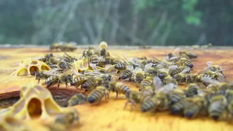 Bees in the hive - slow motion Stock Footage
