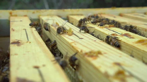 Bees in the hive - slow motion Stock Footage 152409907