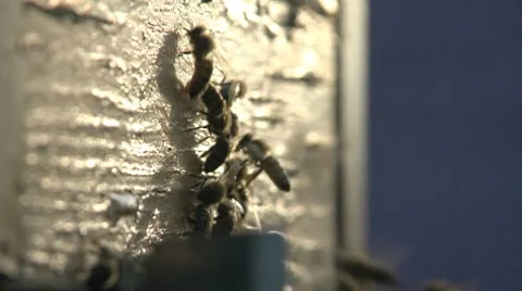 Bees in the Hive at sunset Video stock 8525361