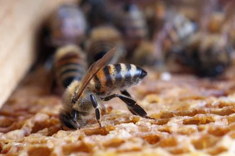 Bees on the hive wax Stock Photos