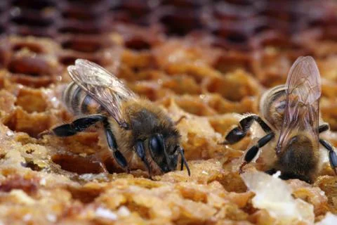 Bees on the hive wax Stock Photos