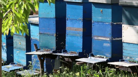 Bees in the hives Stock Footage 30954915