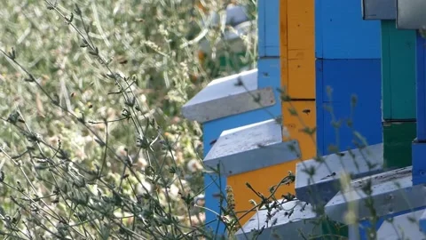 Bees of the hives Stock Footage 201032438
