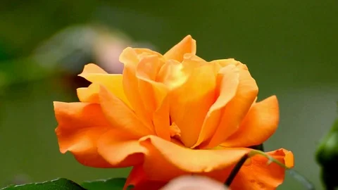 Bees honey bee pollen pollination Stock Footage 93735649