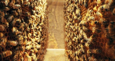 Bees in honey comb shot macro sot selective focus on busy bees working on honey Stock Footage 219704029