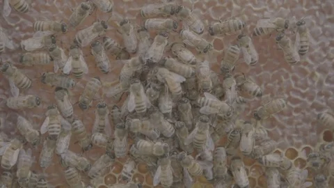 Bees - Honey farming Stock Footage 73881953