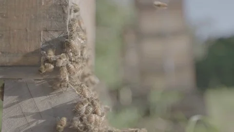Bees - Honey farming Stock Footage 73883016