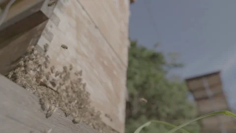 Bees - Honey farming Stock Footage 73883148
