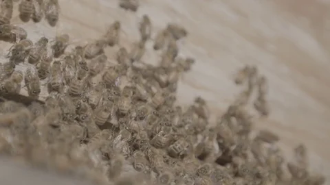 Bees - Honey farming Stock Footage 73883207