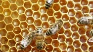 Bees On Honeycells Stock Footage