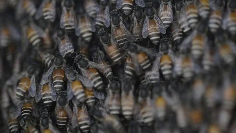 Bees On Honeycels and in dark shadow - thailand Video stock 87203916