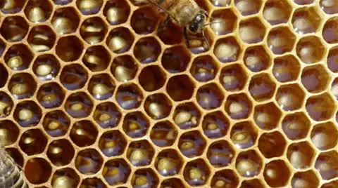 Bees on Honeycels Stock Footage