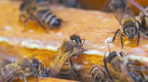 Bees On Honeycels Stock Footage 50745808