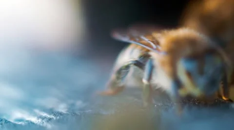 Bees On Honeycels Stock Footage 50745823