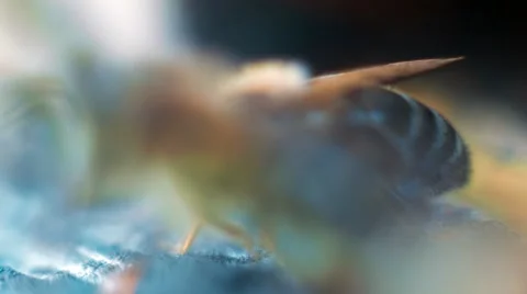 Bees On Honeycels Stock Footage 50745831